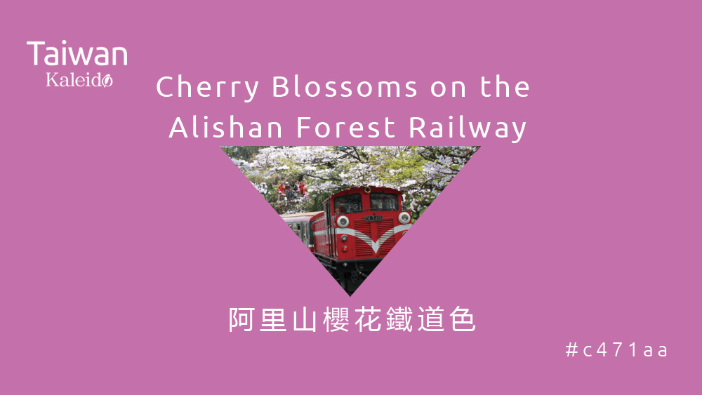 本週精選：阿里山櫻花鐵道色 Cherry Blossoms on the Alishan Forest Railway  #c471aa